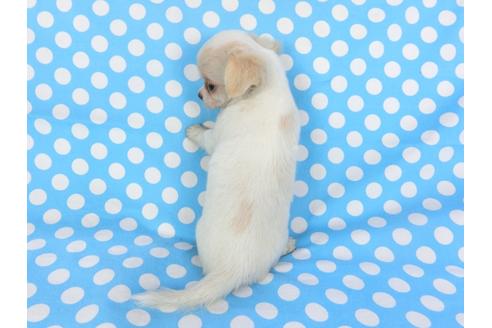 成約済の千葉県のチワワ(ロングコート)-98486の3枚目